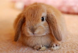 耳が垂れ下がっているウサギ